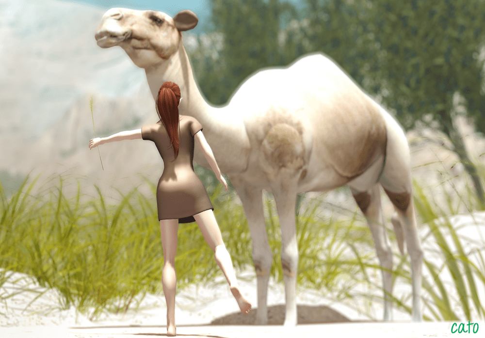 camel_001